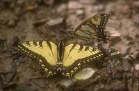 Eastern Tiger Swallowtail
